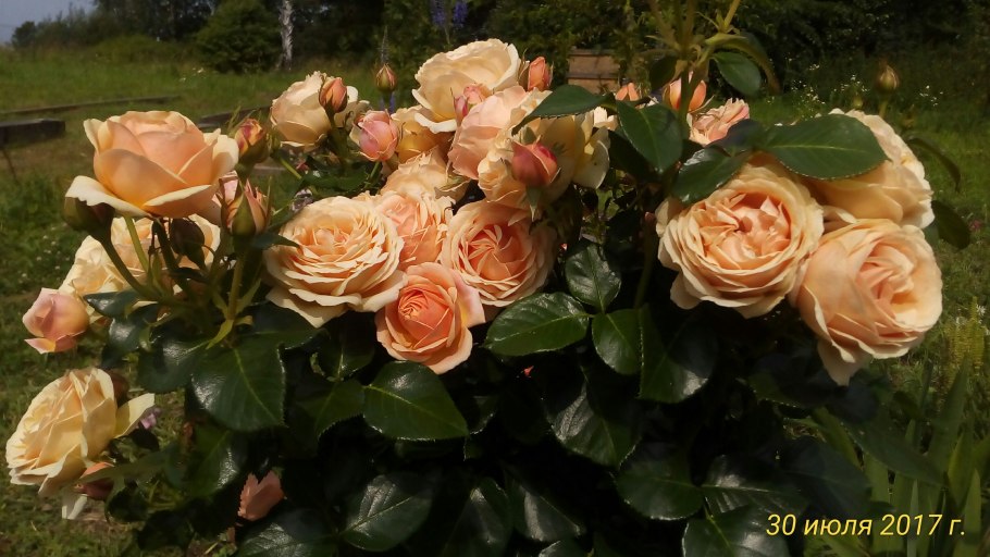 Йорс Континенталь френдшип роза