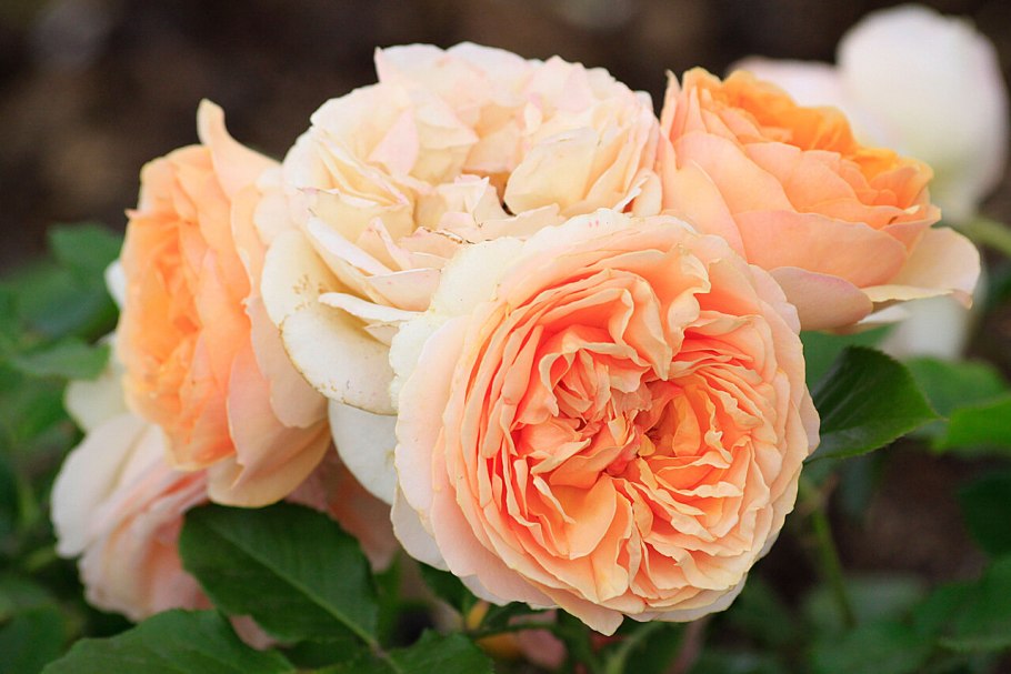 Роза флорибунда &#96;Женевьев Орси&#96;