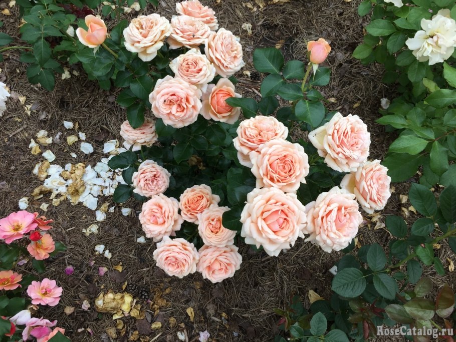 Подогреватель maman LS-c003