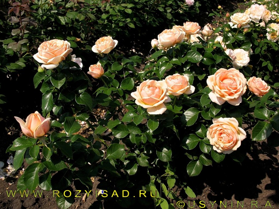 Йорс френдшип роза