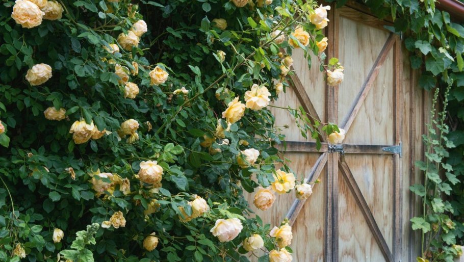 Роза Перпетуаль Йорс