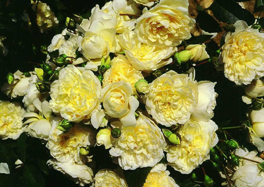 Грандифлора Хани Дижон