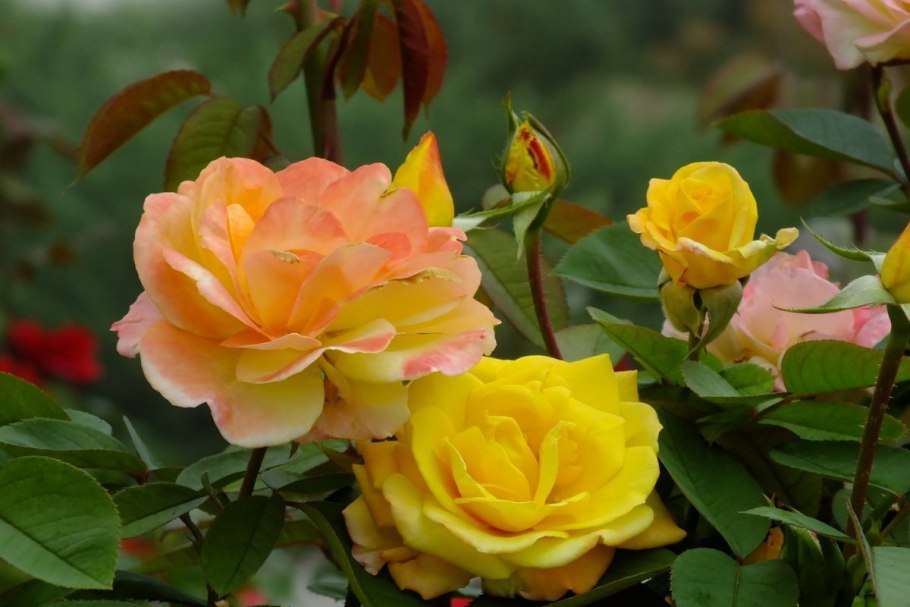 Поза Генриетта Барнетт