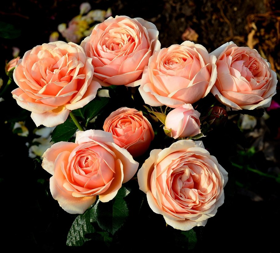 Роза Маржолен