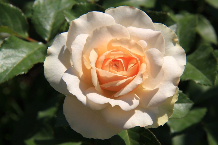 Роза Перпетуали ерз, Харкнесс