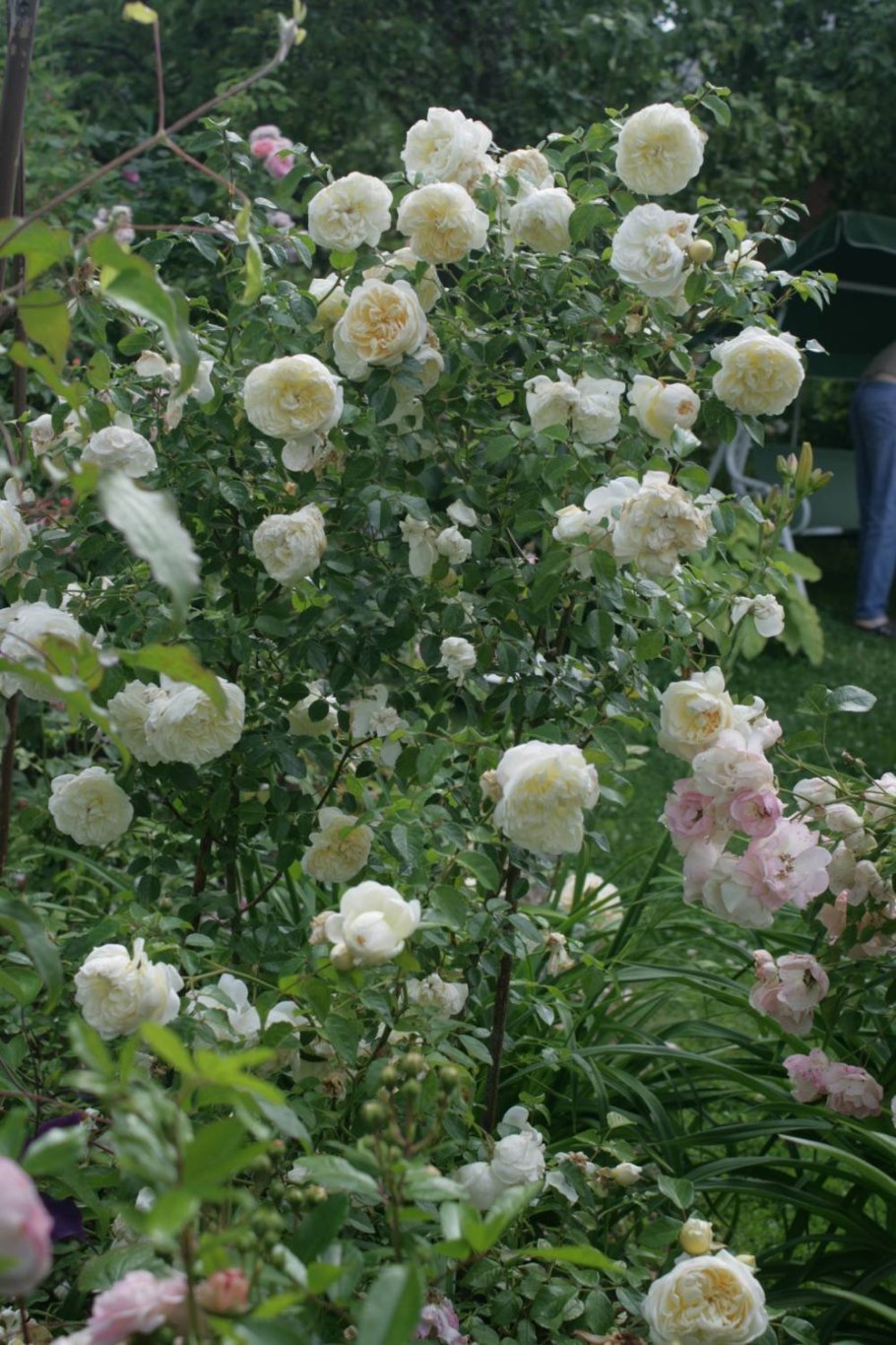 Роза Салмон шраб