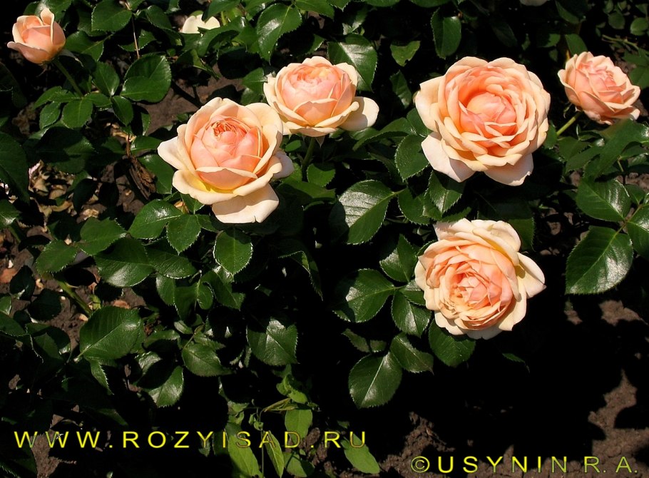 Йорс Континент френдшип