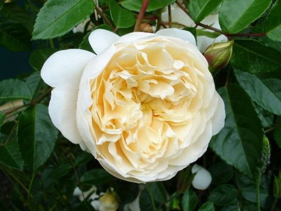 Роза бедняка