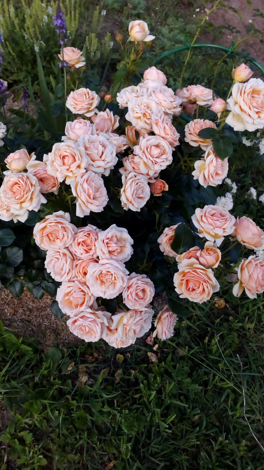 Роза Йорс ин Континент