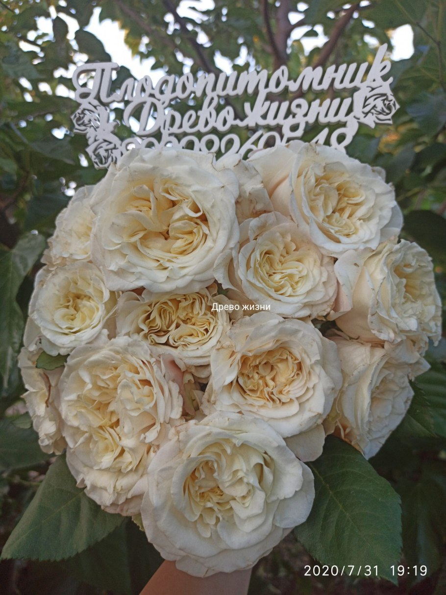 Роза плетистая perpetually yours