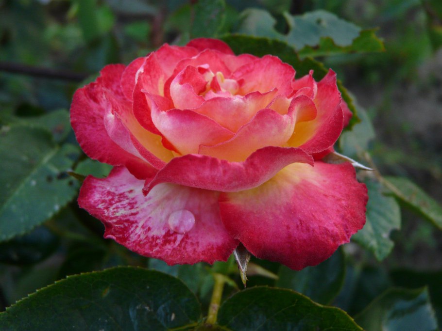 Хейли Майклсон актриса