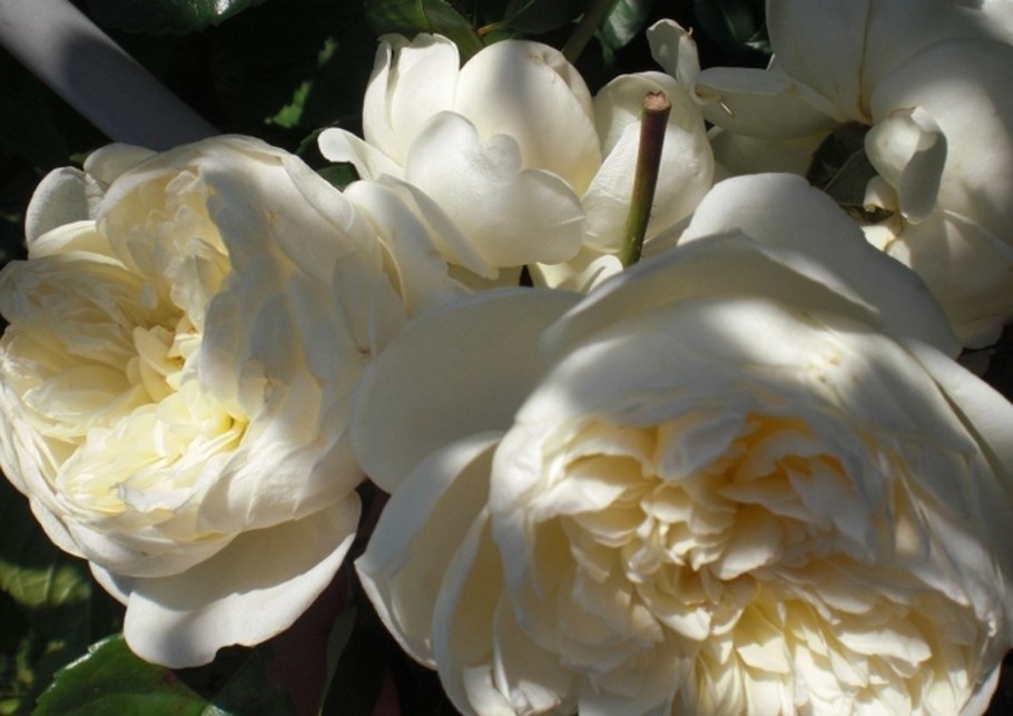 Роза Тантау Стефани Баронин цу Гутенберг