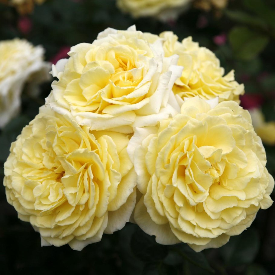 Роза плетистая perpetually yours