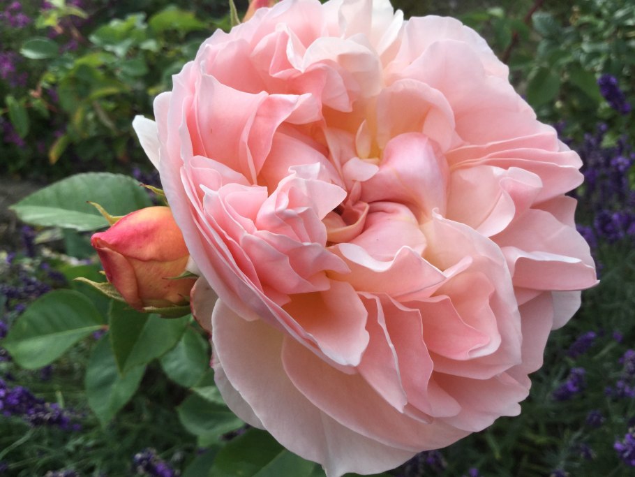 Роза Парковая флорибунда Йорк Континент френдшип