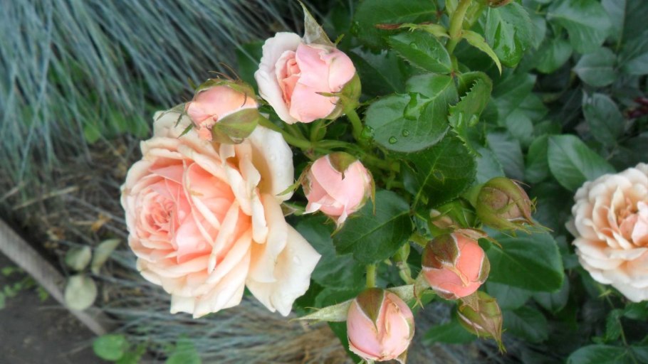 Роза Йорс ин Континент