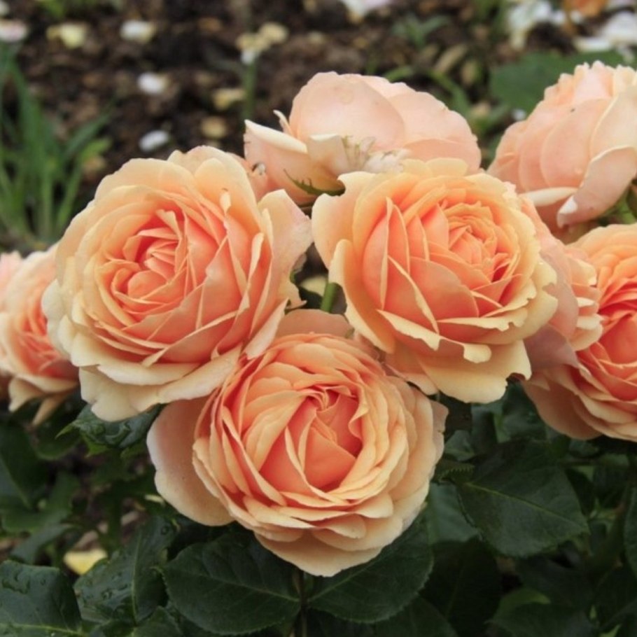 Йорс ин Континент френдшип