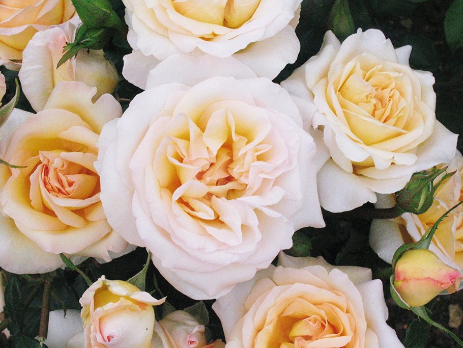 Роза плетистая Перпетуалли Йорс (perpetually yours)