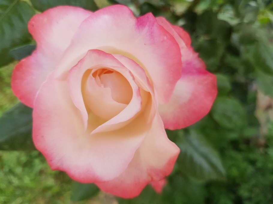 Роза Карманьола