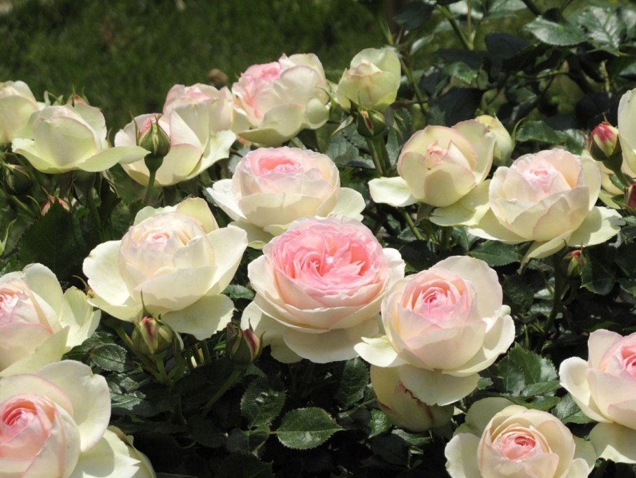 Йоркширская роза