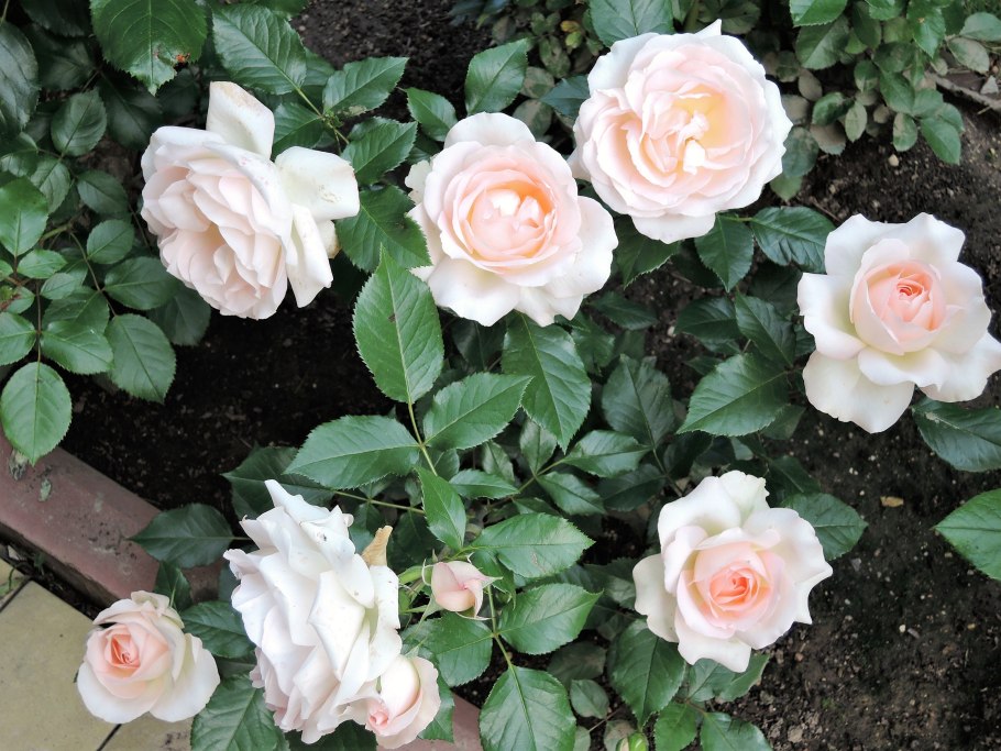 Роза Херитейдж