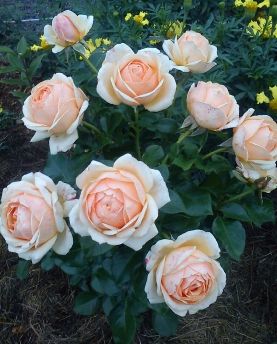 Роза Йорс ин континьюд френдшип