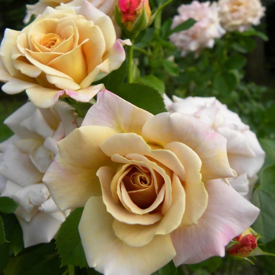 Роза Перпетуалли Йорс