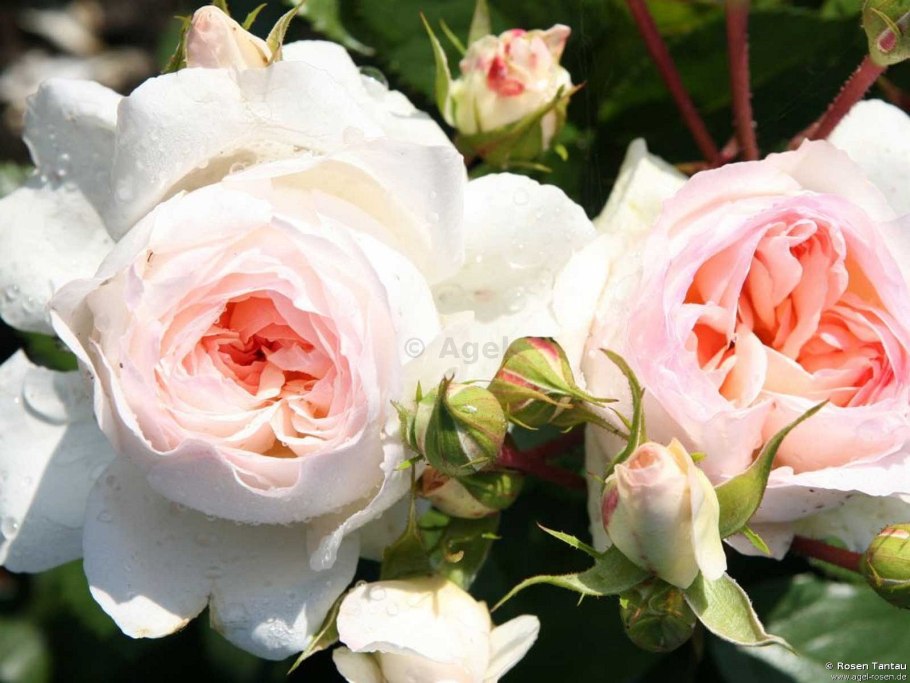 Роза плетистая perpetually yours