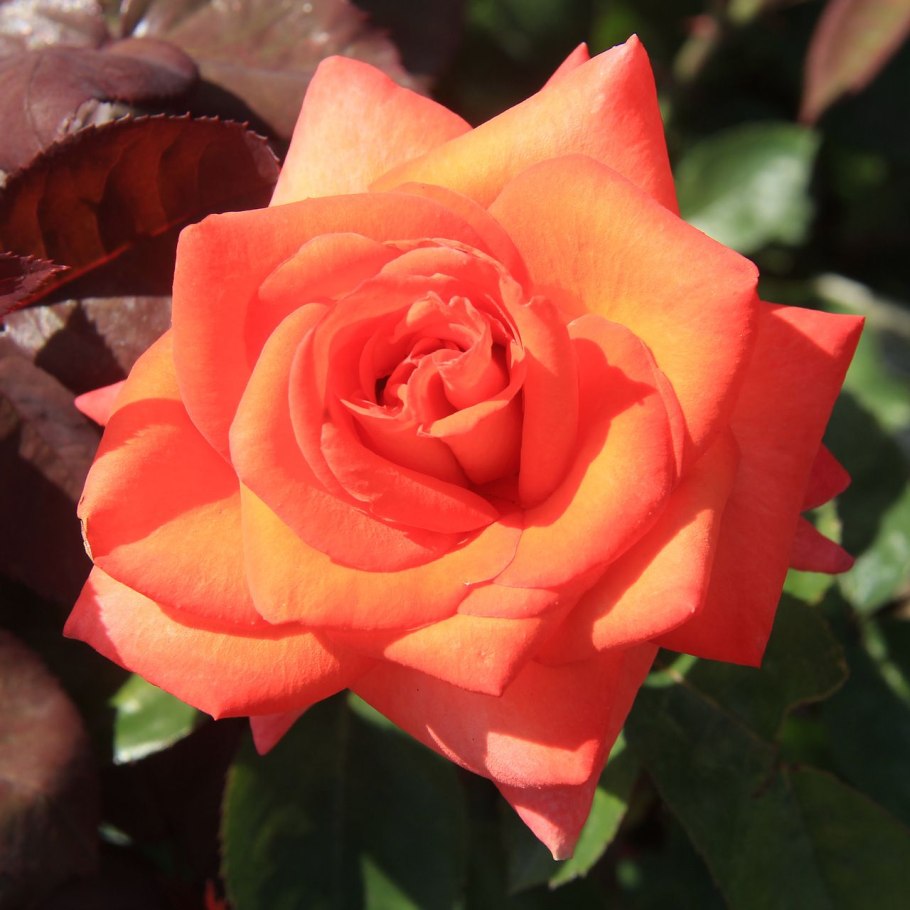 Роза флорибунда Монинг Сан