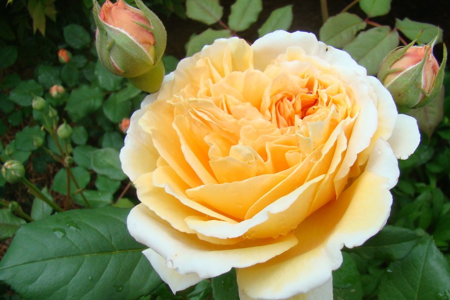 Роза Анжи Дельбар