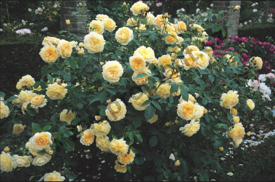 Пион леди орхид