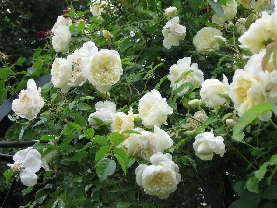 Роза Парковая леди оф шалот