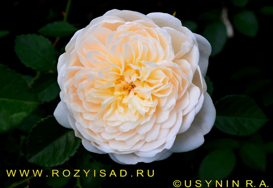 Роза Джентл Гермион