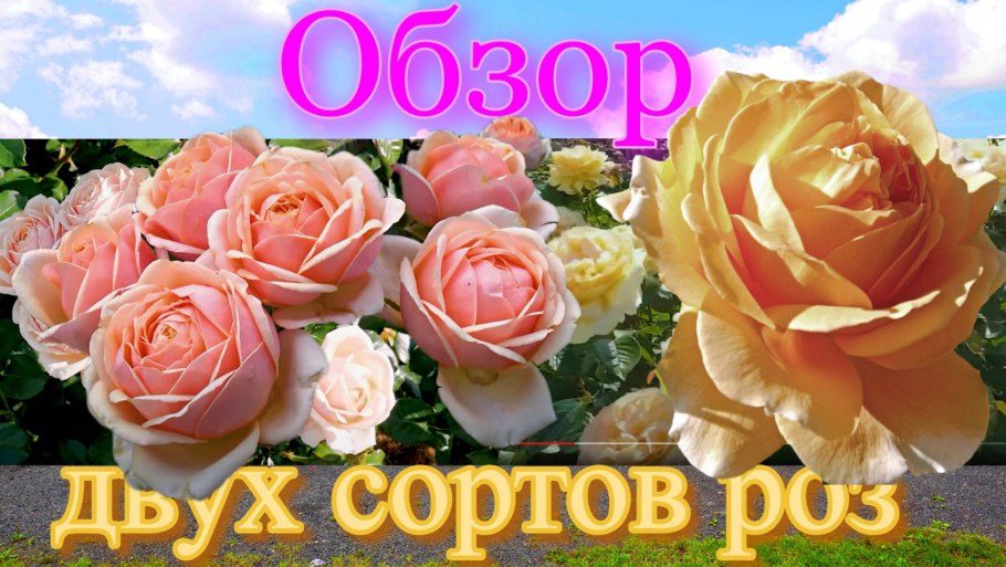 Роза Перпетуалли Йорс