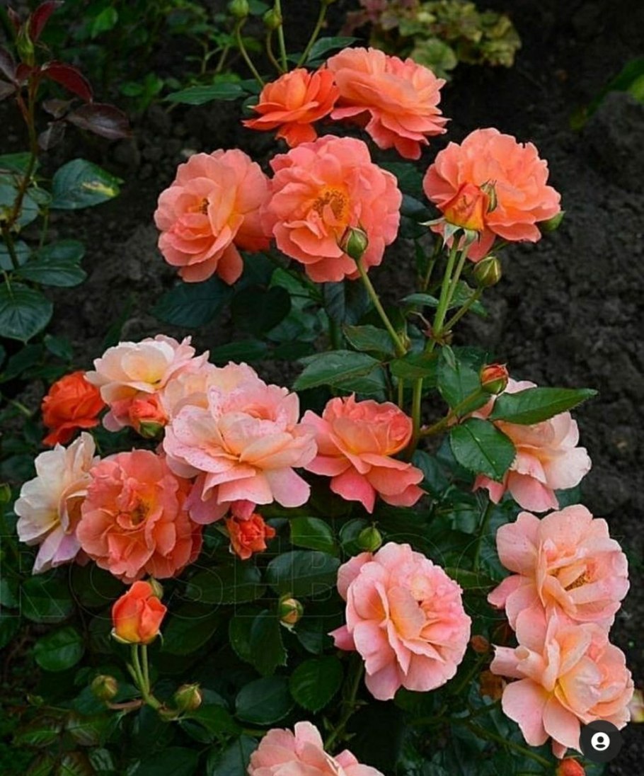 Плазматрон MMG am ls3a