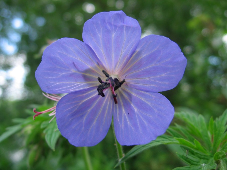 Герань Луговая Geranium pratense l.