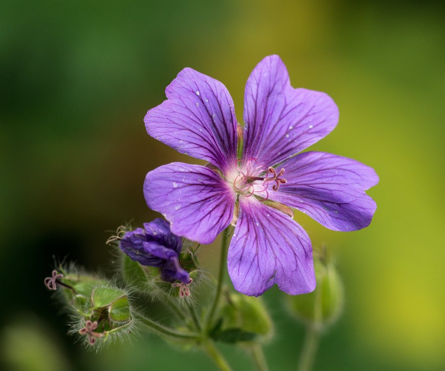 Geranium tauricum Rupr. Герань Крымская