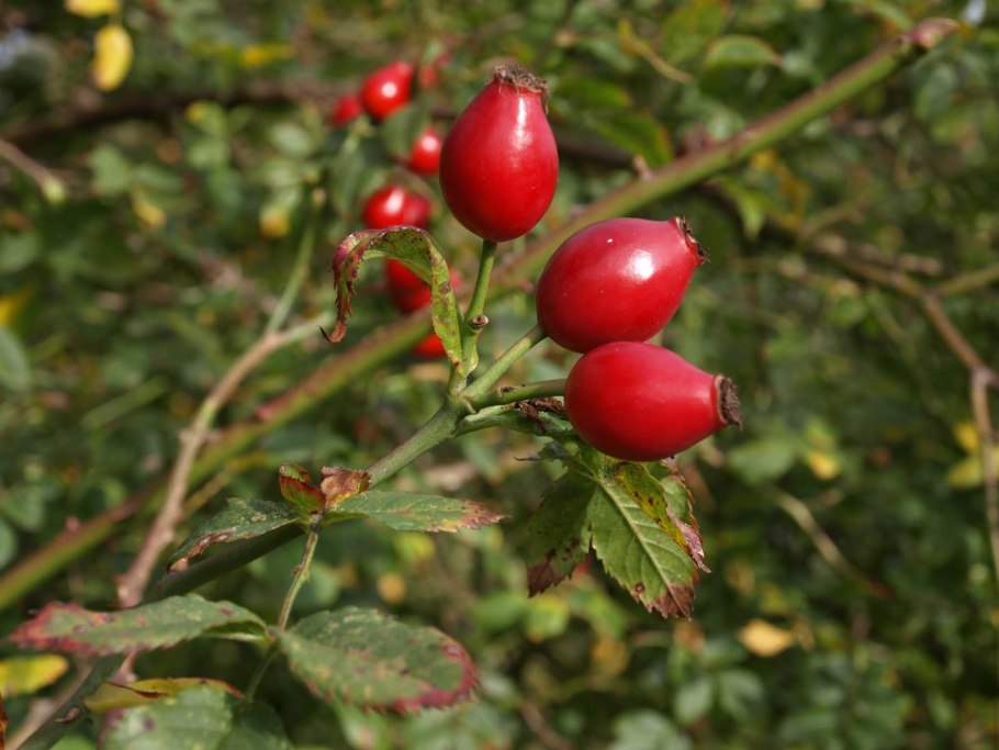 Шиповник собачий (Rosa Canina)