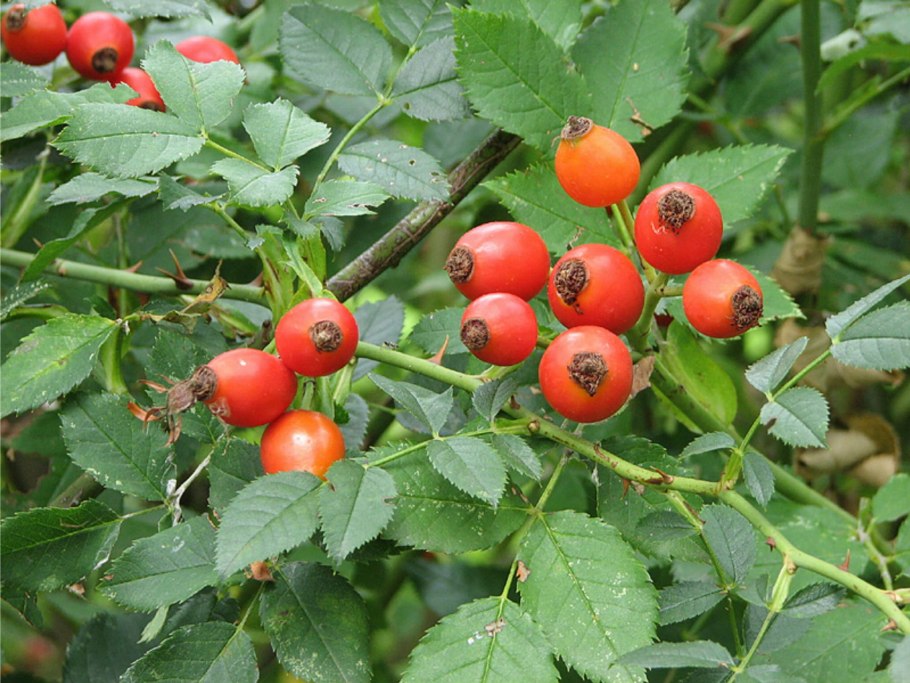 Шиповник собачий — Rosa Canina l.