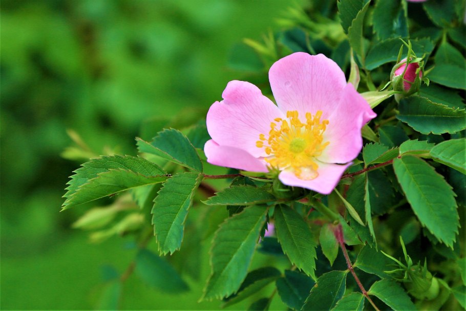 Rosa moschata