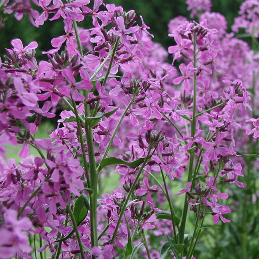 Вечерница Матроны ночная фиалка гесперис Hesperis matronalis