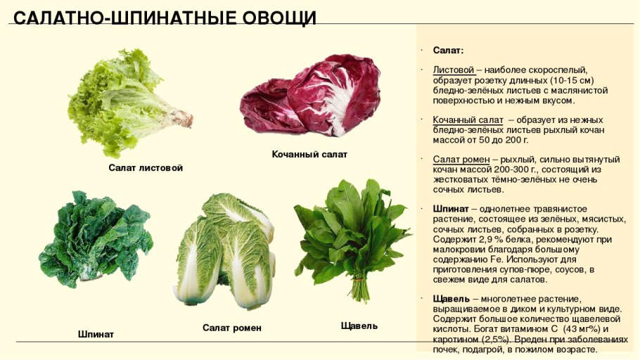 Салатно Шпинатные овощи список