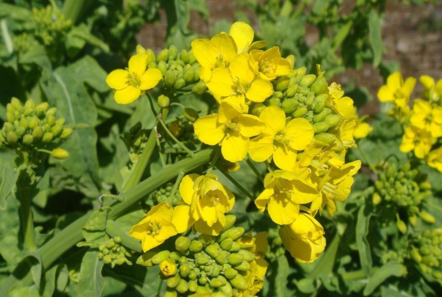 Горчица сарептская (Brassica juncea l.)