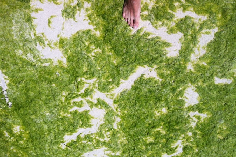 Нитчатая водоросль спирулина