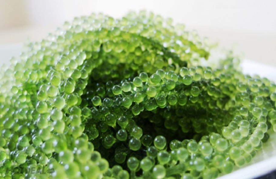 Зеленые микроводоросли