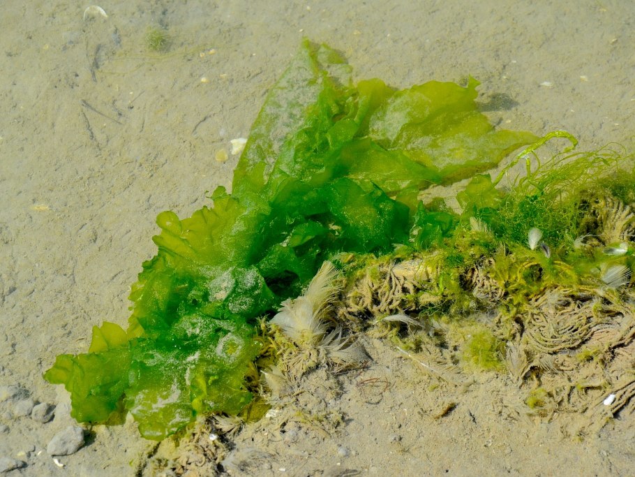 Морские водоросли ульва