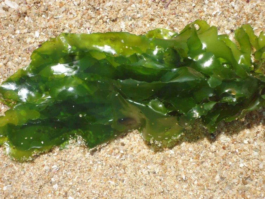 Морские водоросли ламинария