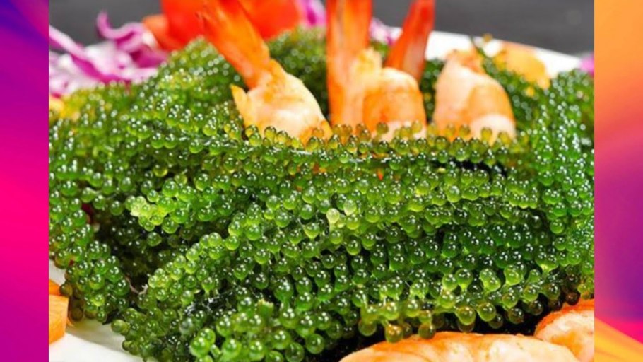 Морская капуста