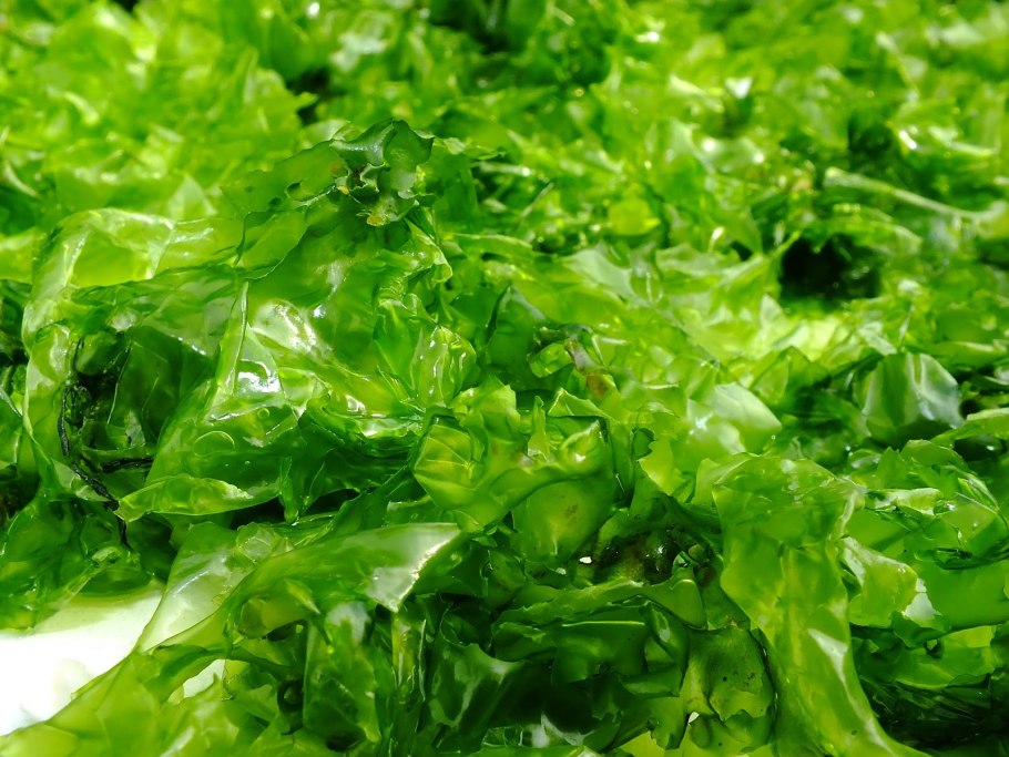 Водоросли еда