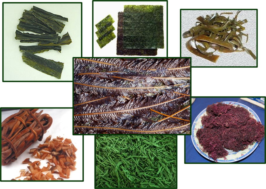 Ульва морская капуста