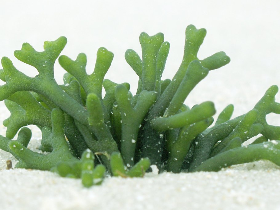 Водоросли морская капуста